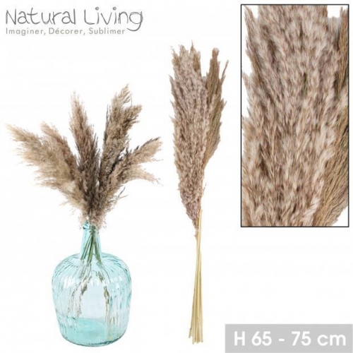 Pampa Grass Natural Indoor Outdoor Garden